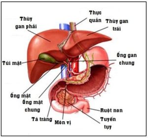 12 giờ làm sạch đường ruột, sạn gan, túi mật, lá lách tự nhiên